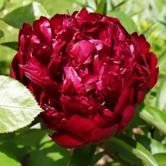 Пион молочноцветковый Маэстро