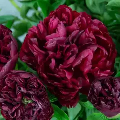 Пион молочноцветковый Петер Бранд