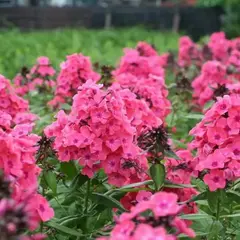 Флокс метельчатый Виндзор