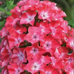 Флокс метельчатый Вотермелон Панч
