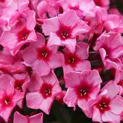 Флокс метельчатый Ред Карибиан