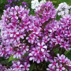 Флокс метельчатый Морской Петух