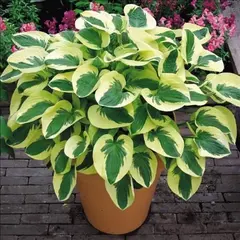 Хоста Брим Кап