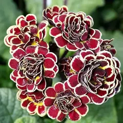 Примула гибридная Элизабет Киллелэй