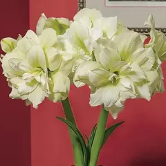 Амариллис (Гиппеаструм) Мэрилин