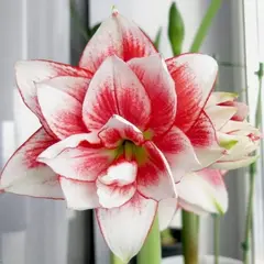 Амариллис (Гиппеаструм) Элвас