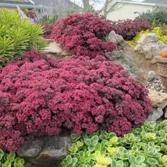 Седум (очиток) Дэзлеберри Санспарклер