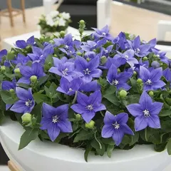 Платикодон Астра Блю