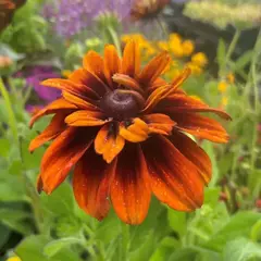 Рудбекия Чероки Сансет