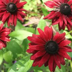 Рудбекия Черри Бренди