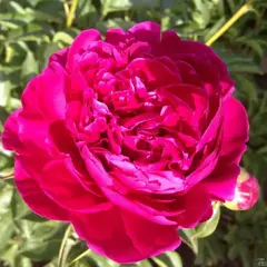 Пион молочноцветковый Генерал Мак-Магон