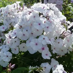 Флокс метельчатый Блу Айс