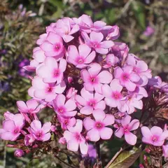 Флокс метельчатый Шоколад