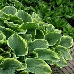 Хоста Абиква Мунбим