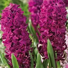 Гиацинт Вудсток.