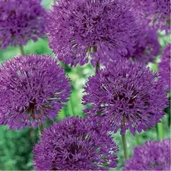 Аллиум (Лук декоративный) Перпл Сенсейшн.