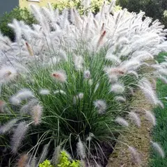 Пеннисетум Хамельн