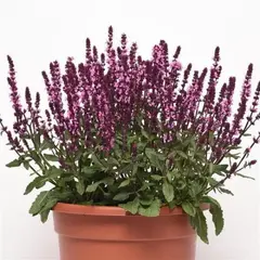 Сальвия дубравная (Шалфей) Нью Деменшн Роуз