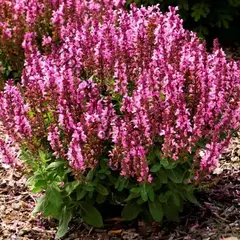 Сальвия дубравный (Шалфей) Сенсейшн Роуз