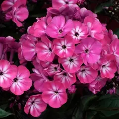 Флокс метельчатый Анастасия