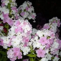 Флокс метельчатый Кул Вотер