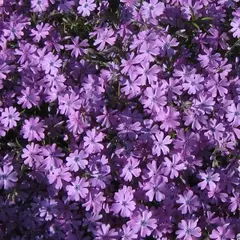 Флокс шиловидный Пурпл Бьюти