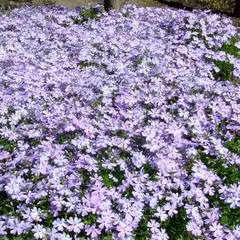 Флокс шиловидный Г.Ф. Вилсон