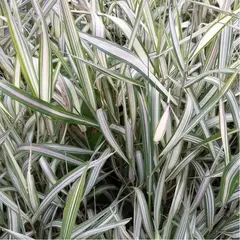 Фалярис тростниковый Фессей