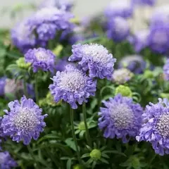 Скабиоза японская Ритц Блю