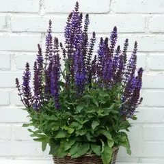 Сальвия дубравная (Шалфей) Нью Деменшн Блю