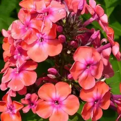 Флокс метельчатый Спитфаер