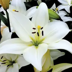 Лилия Брайт Даймонд