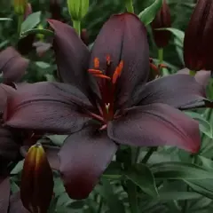 Лилия Блэк Чарм азиатская