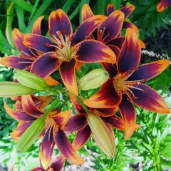 Лилия Форевер Сьюзан азиатская