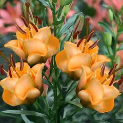 Лилия Априкот Фьюдж ОТ-гибрид