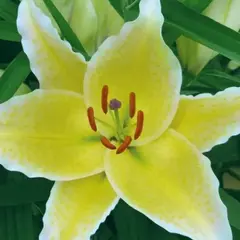 Лилия Санкэтчер восточная