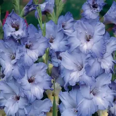 Гладиолус Кот Д'Ажур