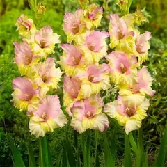 Гладиолус Мон Ами