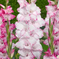 Гладиолус Май Лав