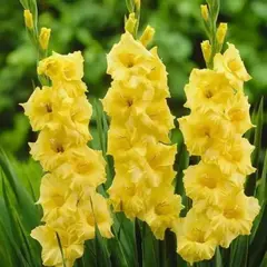 Гладиолус Нова Люкс