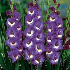 Гладиолус Нори