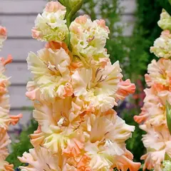 Гладиолус Сочи