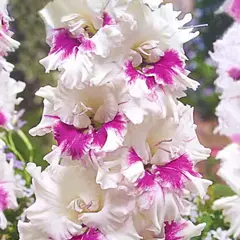 Гладиолус Киров