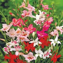 Гладиолус Нанус Nanus Mix