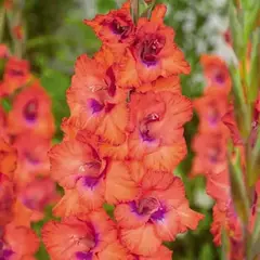 Гладиолус Триколор