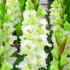 Гладиолус Гыдан