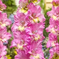 Гладиолус Москва