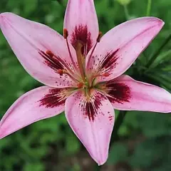 Лилия Леди Элиан азиатская