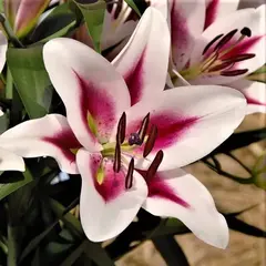 Лилия Гаучо ОТ-гибрид