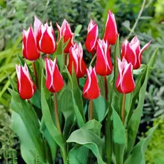 Тюльпан лилиецветный Акита